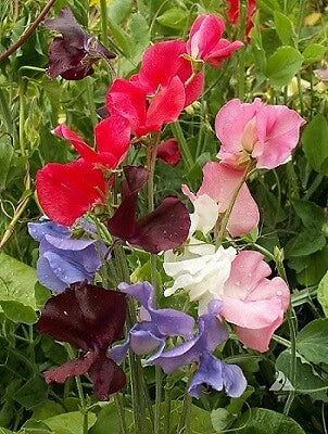 Sweet Pea Seeds 250 Count Early Multiflora Gigantea Mix - Fragrant Climbing Annual Lathyrus odoratus