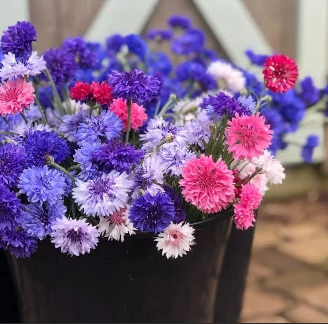 Polka Dot Bachelor Button Seeds - Heirloom Non-GMO Centaurea cyanus - USA Grown Flower Seeds