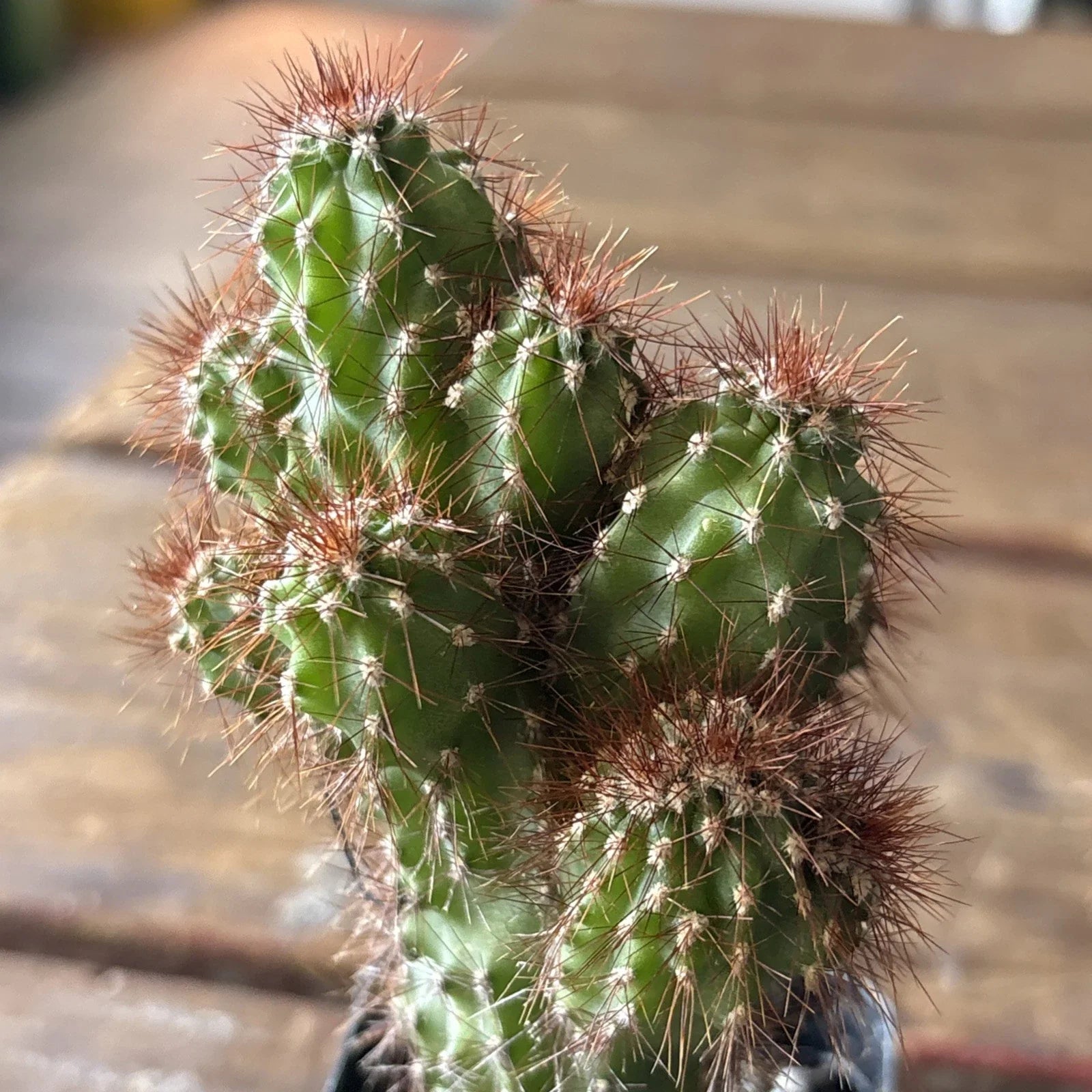 Cereus Plant 4" Pot Monstrose Variety | Unique Peruvian Cactus for Indoor & Outdoor Decor | Cereus repandus