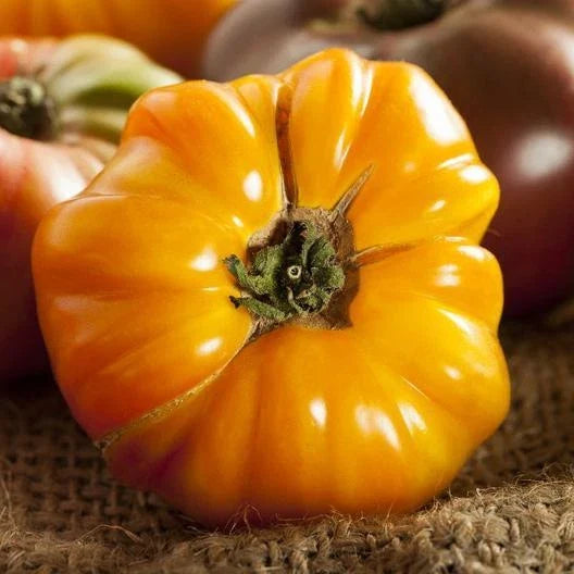 Heirloom Tomato Seeds - Amana Orange - Non-GMO, Indeterminate Variety, Sweet Flavorful Fruits, 50 Seeds, Solanum lycopersicum