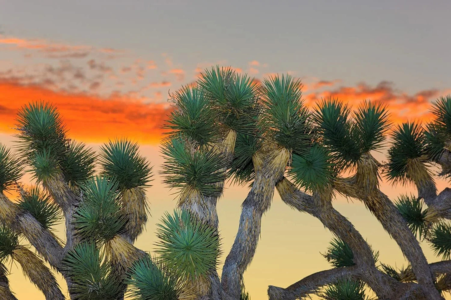 Joshua Tree Seeds - 10 Pack Yucca brevifolia Native Desert Plant for Xeriscaping and Wildlife