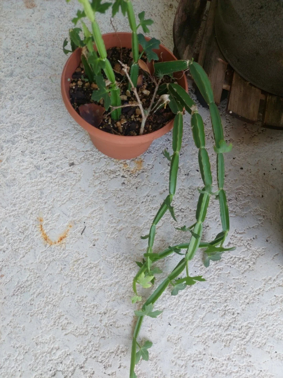 Cissus quadrangularis Vine Climber - Exotic Rare Succulent with Square-Shaped Stems - Indoor & Outdoor Plant