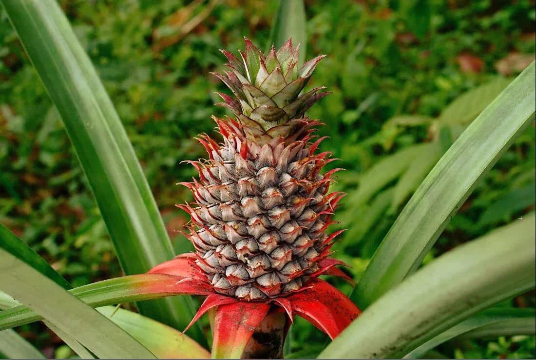 Wild Pineapple Seeds - 10 Bromelia Pinguin Seeds for Tropical Gardening