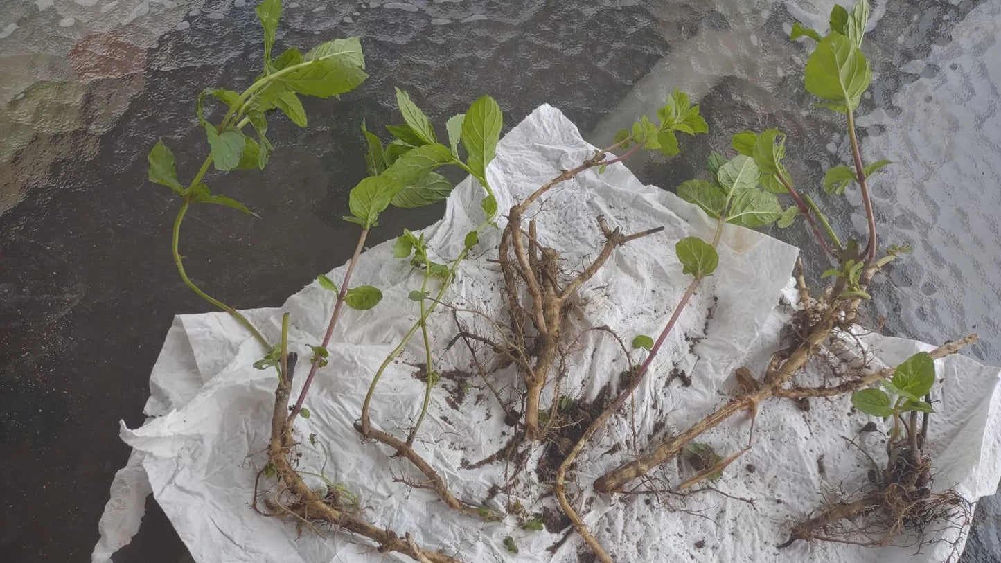 Organic Mojito Mint Plant Roots – Mentha Villosa, Spreading Herb for Garden & Kitchen, 6 Bare Roots