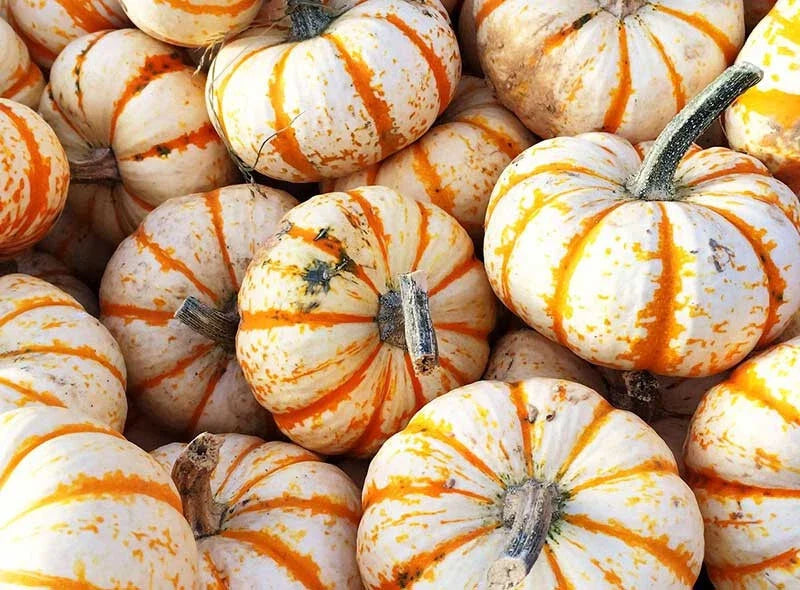 Sweet Dumpling Squash Seeds - Organic Heirloom Cucurbita pepo, Pack of 25+ Non-GMO Seeds for Garden Planting