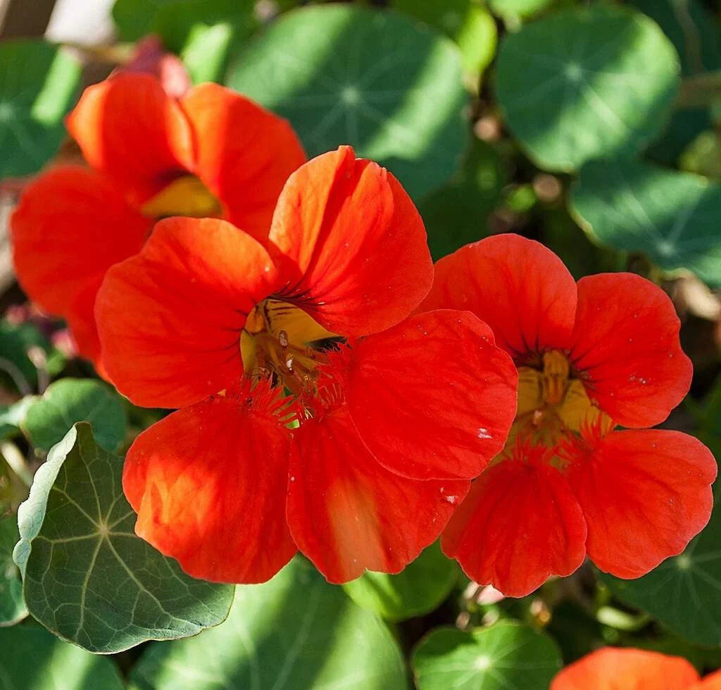 Nasturtium Seeds - Empress of India - Heirloom Non-GMO Tropaeolum majus Flower Seeds for Gardens
