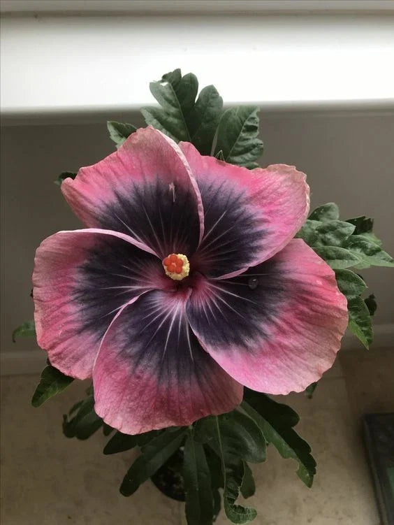 Pink Black Hibiscus Seeds - Perennial Flower Seeds for Garden, Container, Landscape - Hibiscus rosa-sinensis, 20 Seeds