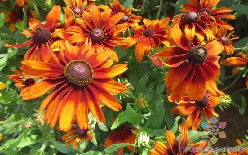 Cappuccino Rudbeckia Seeds - 200+ Pack, Perennial Flower, Rudbeckia hirta, Garden Planting, Full Sun, USA Free Shipping