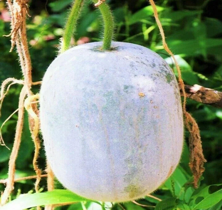Giant White Skin Winter Melon Seeds, Benincasa hispida, Asian Vegetable Seeds, Vining, 20 Pack