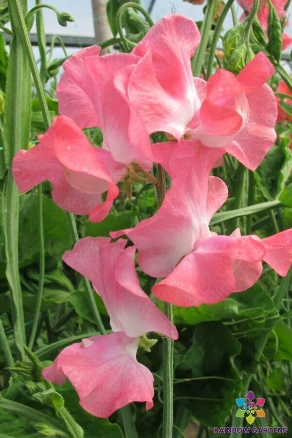 Sweet Pea Seeds 50+ Pack Lizbeth Variety Lathyrus odoratus Garden Climbing Vine