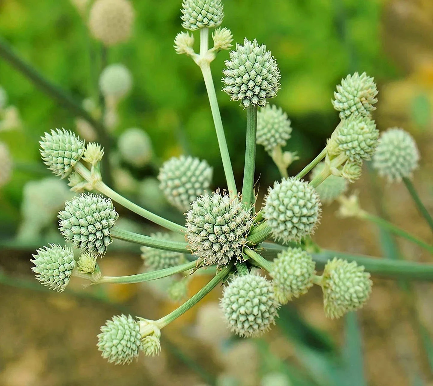 Rattlesnake Master Seeds - 100 Pack Eryngium yuccifolium for Garden Planting