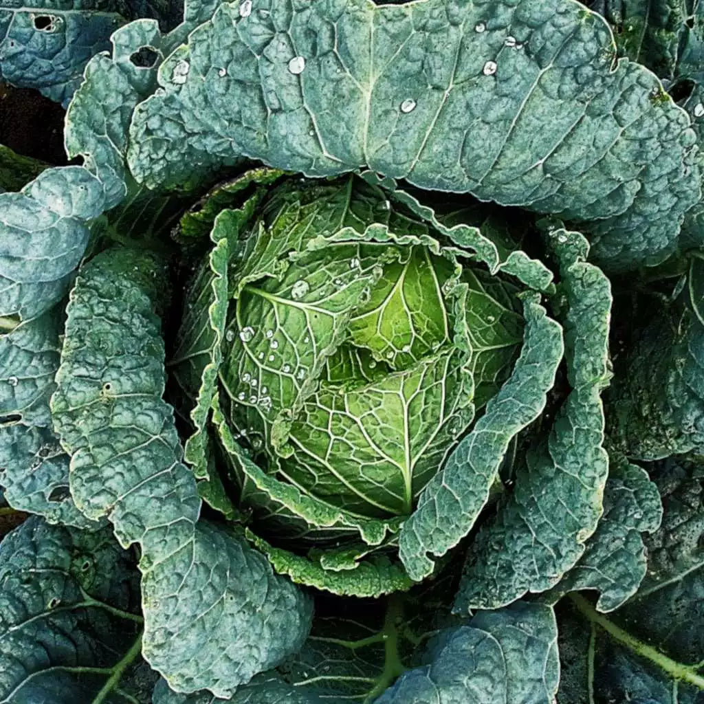 Savoy Cabbage Seeds 300+ Heirloom NON-GMO Brassica oleracea Vegetable Garden Seeds