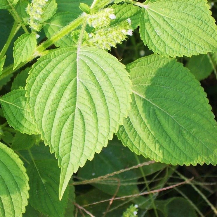 Green Perilla Seeds - Shiso Japanese Mint Basil - Asian Herb Seeds for Culinary & Garden - Perilla frutescens, 2025 Variety