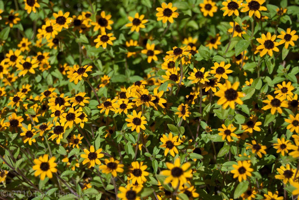 Creeping Zinnia Seeds 150 Count - Low Groundcover Zinnia angustifolia - GroCo USA