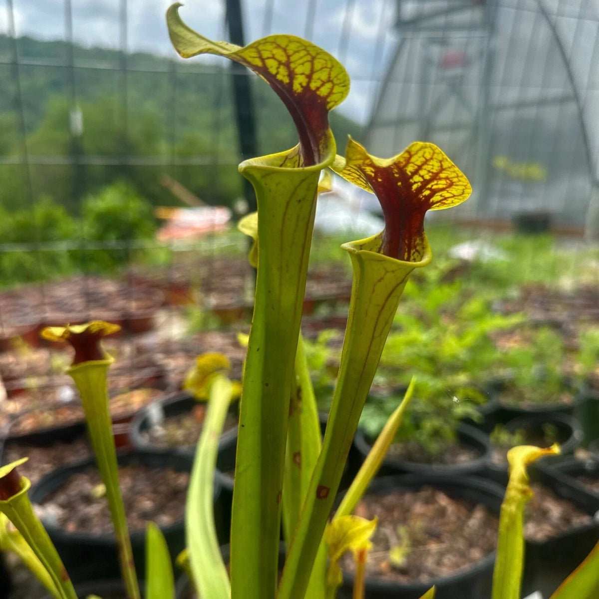 Sarracenia flava Extreme Red Throat Rooted Division - Carnivorous Plant from Bay Co, FL