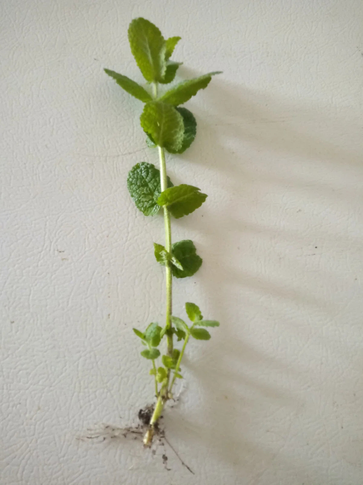 Apple Mint Cuttings - 15 Mentha suaveolens Herb Plant Clippings for Culinary & Aromatic Use
