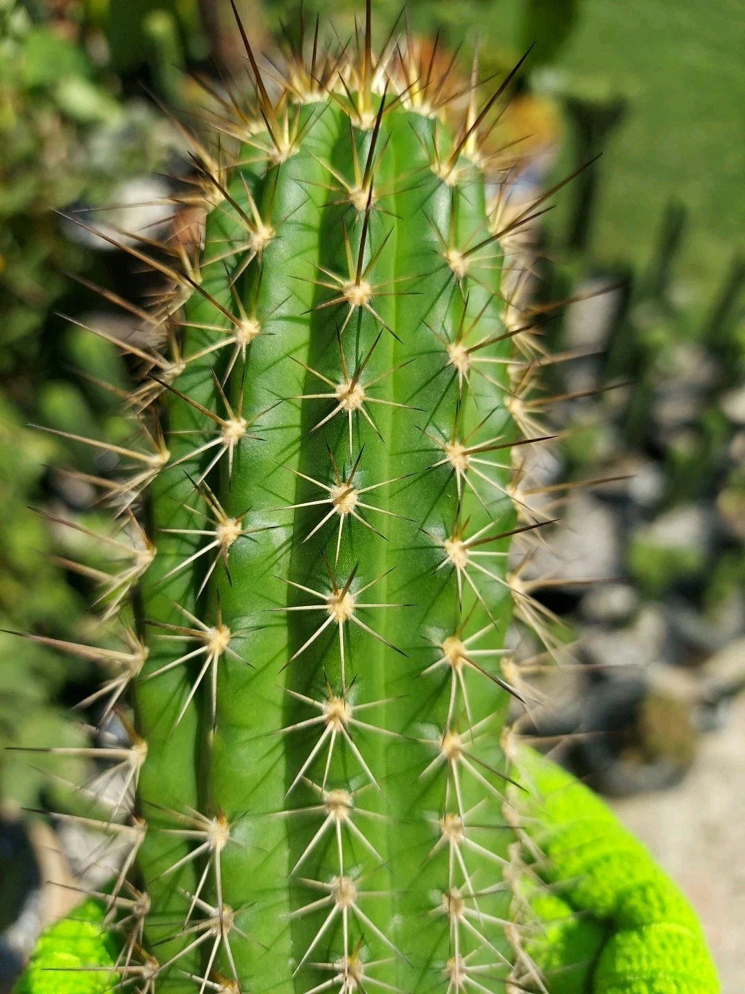 Echinopsis Thelegonus X Grandiflorus Cactus Cutting – Theleflora Hybrid Succulent for Collection