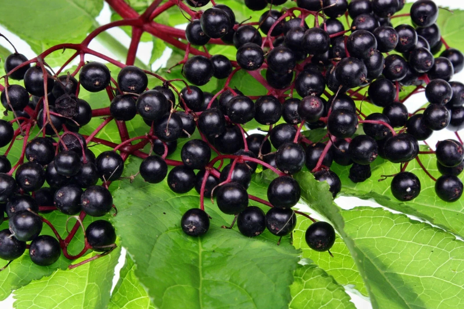Elderberry Live Plant Set of 2 | Bare Root Sambucus nigra | Edible & Medicinal Black Elderberry for Zones 5-9