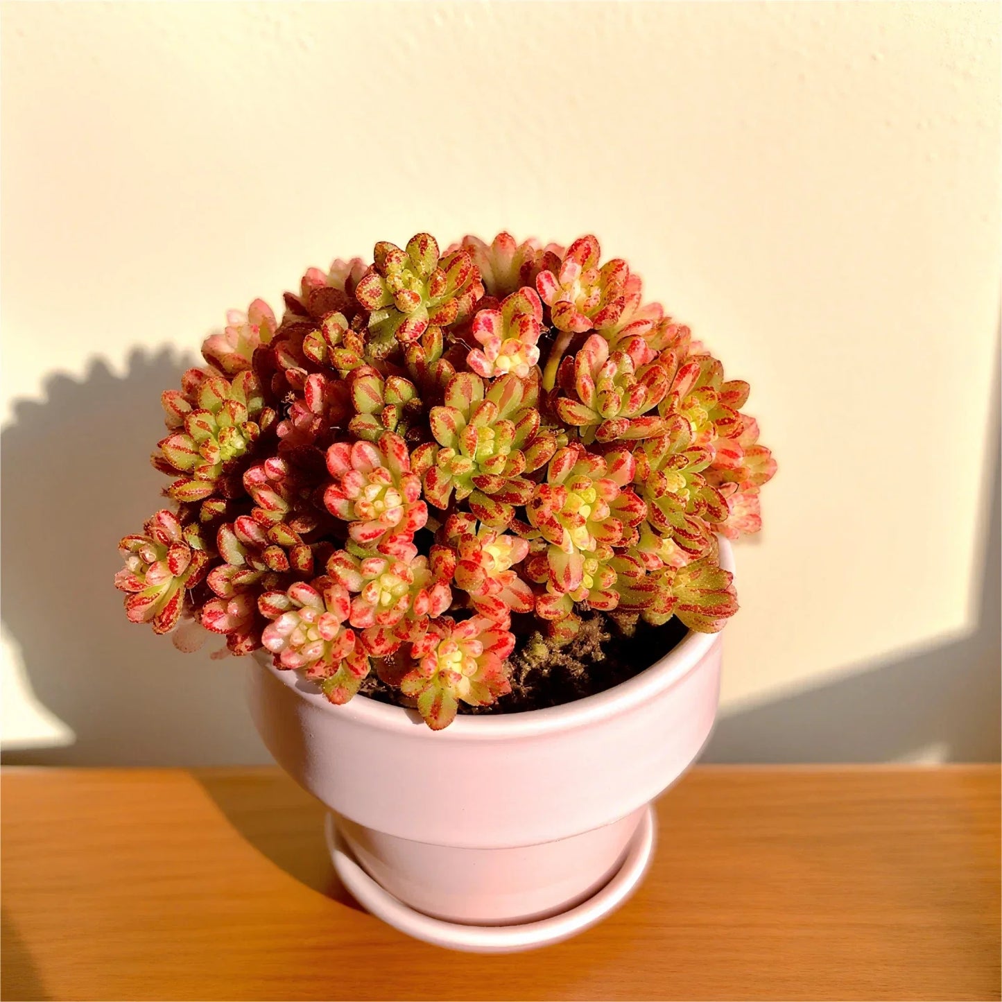 Rare Indoor Succulent Plants 3.2" Bare Root | Easy Care Live Succulents for Home Decor
