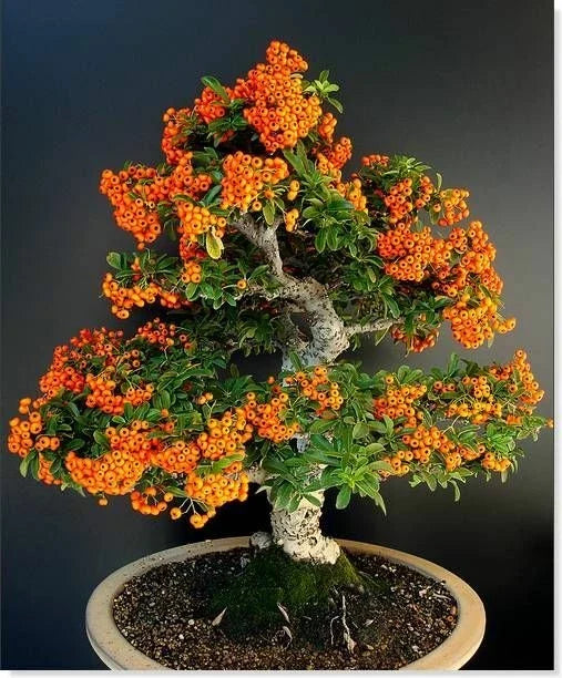 Scarlet Firethorn Seeds 50 Pack for Outdoors & Bonsai Pyracantha coccinea, Drought-Resistant, Bird-Attracting, Easy to Grow