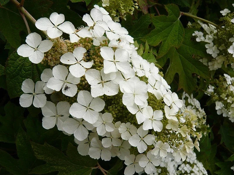 Hydrangea quercifolia 'Snow Queen' Oakleaf Shrubs - 5 Rooted Plants, Native Perennial, White Flowers