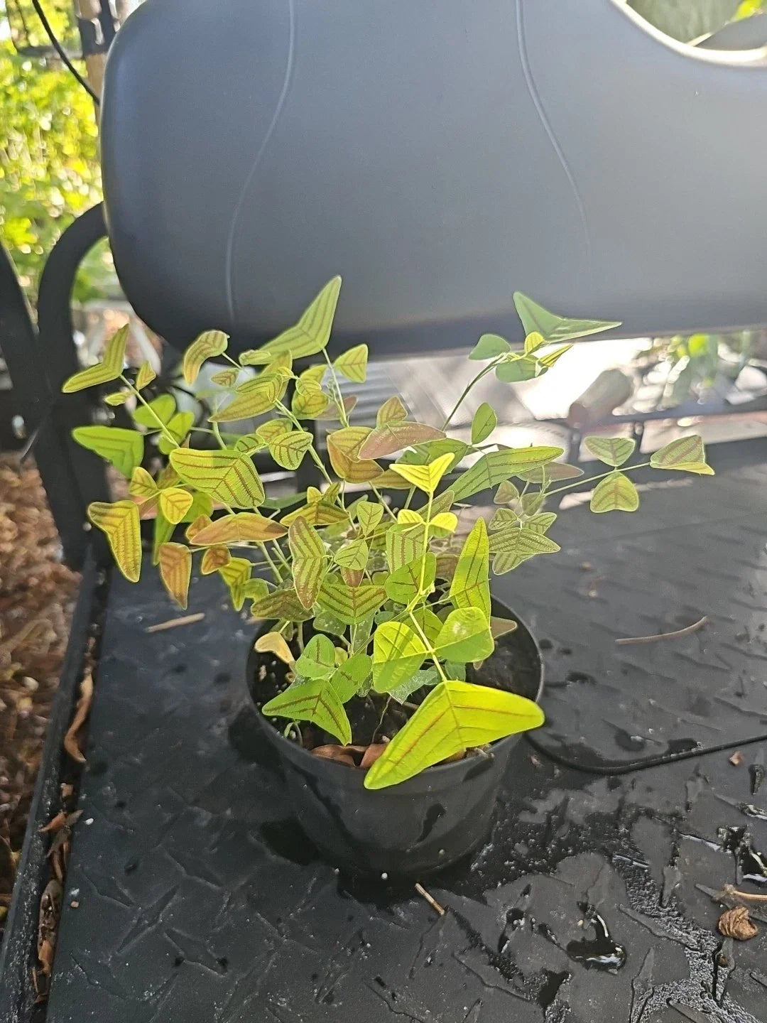Christia Obcordata Live Plant - Butterfly Wings Swallowtail - Rare Houseplant