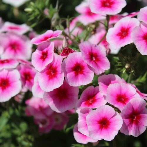Brilliant Phlox Seeds 50-500 Count | Flower Seeds for Garden, Borders & Containers | Phlox paniculata