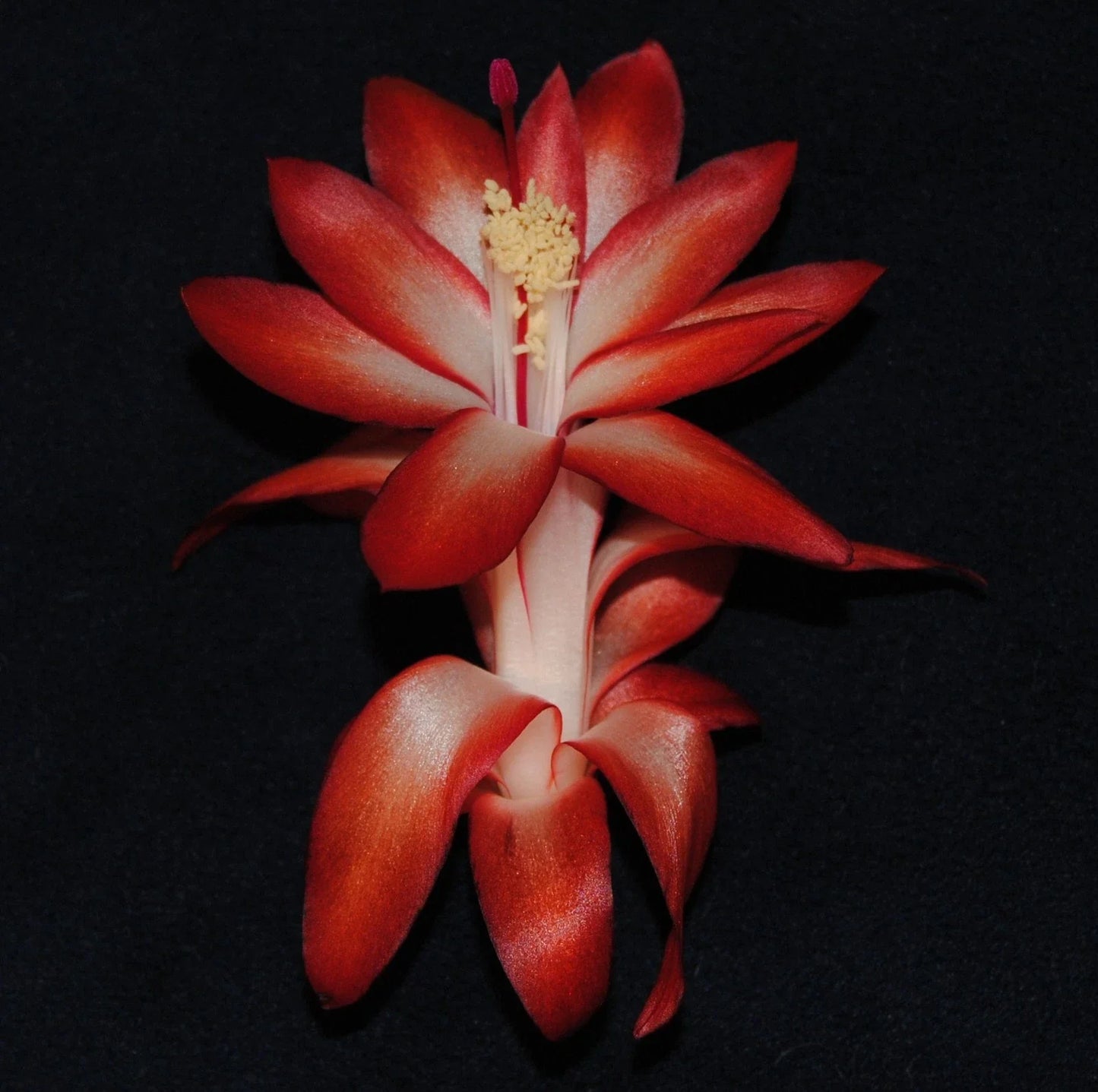 Christmas Cactus Starter Plant - Big Fire Variety - Schlumbergera Truncata - Indoor Holiday Plant, Well-Rooted, Vibrant Red & Orange Blooms