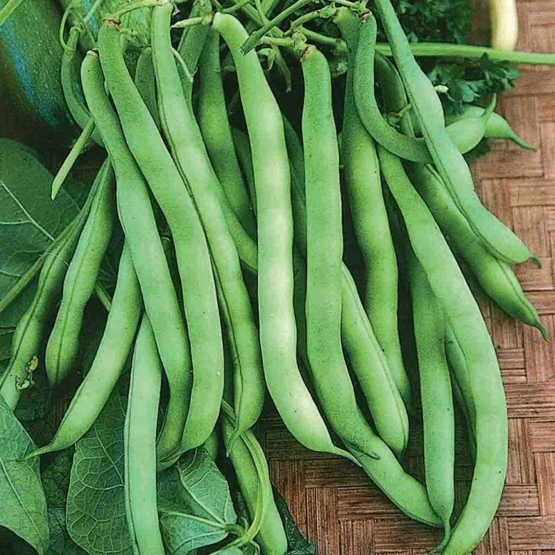 Provider Bean Seeds 50 Count Heirloom Bush Green Vegetable Garden Seeds Phaseolus vulgaris