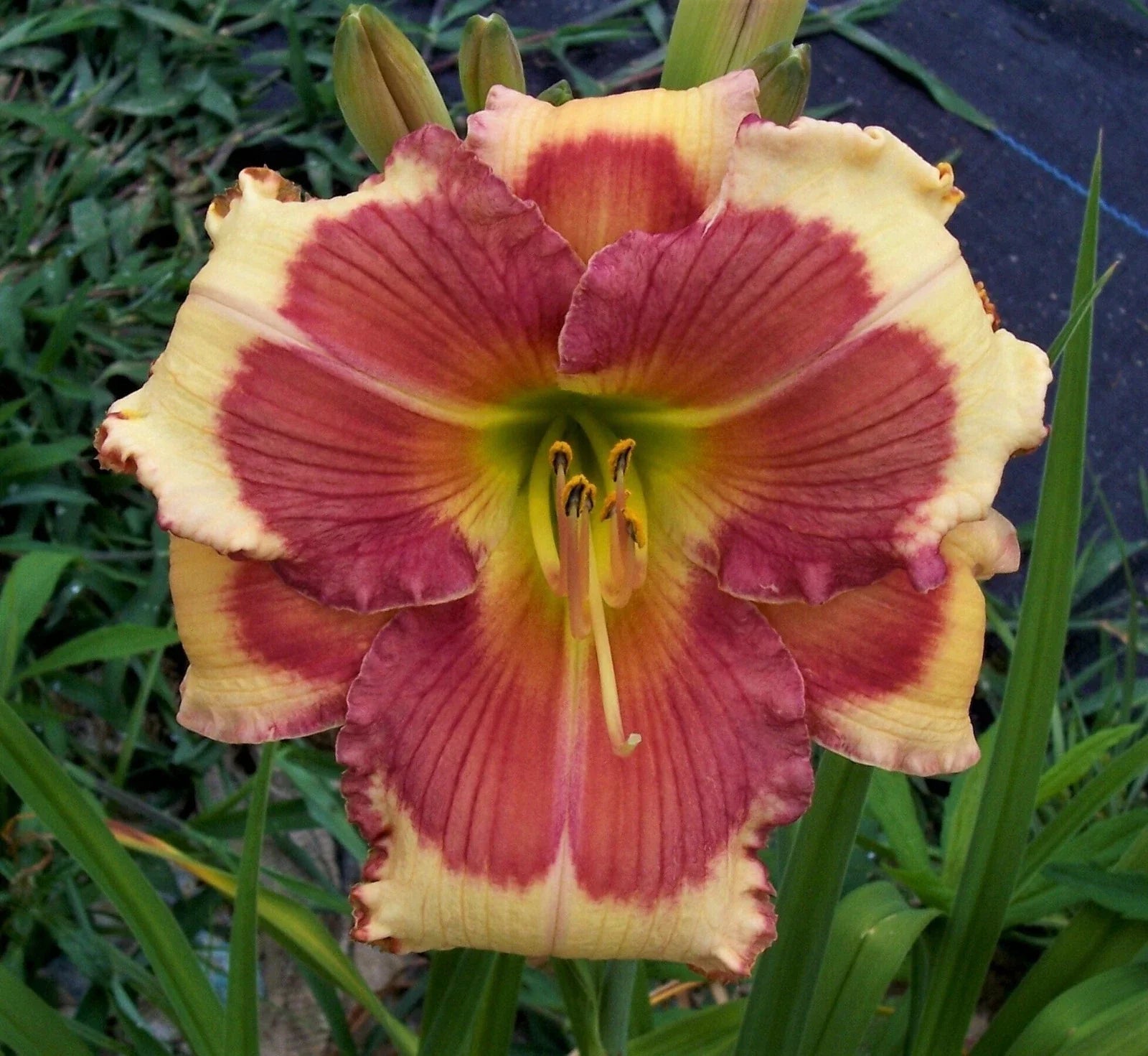 Daylily Plant - Potted - Bright Orange with Ruffled Edges - Hemerocallis 'Hello Screamer'