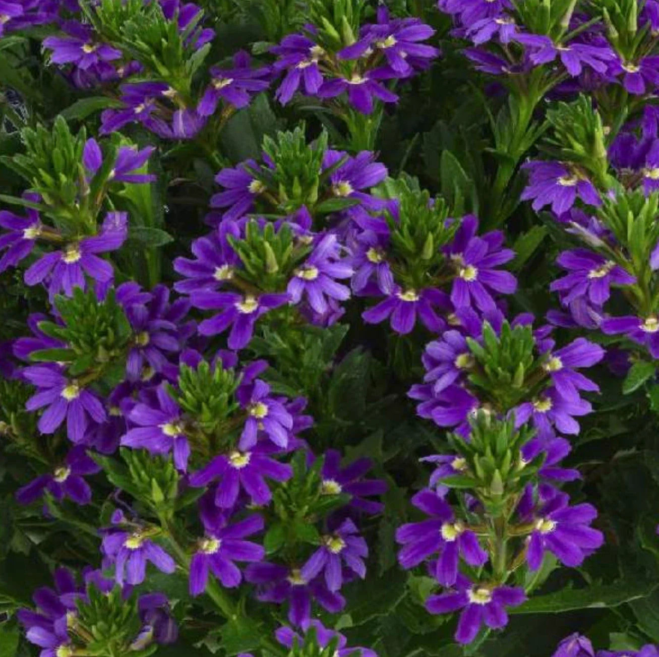 Scaevola Touch Indigo Live Plugs - 4 Baby Plants, Semi-Trailing, Purple-Blue Blooms, Heat Tolerant, Scaevola aemula