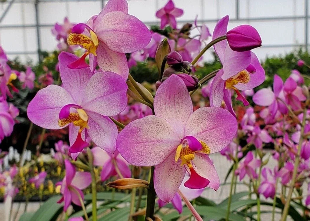 Spathoglottis Harmony Orchid Plant – Rooted Terrestrial Orchid in 3" Pot with Vibrant Colorful Blooms