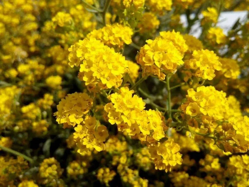 Sunset Yellow Cape Myrtle Seeds - 20 Perennial Lagerstroemia indica Seeds