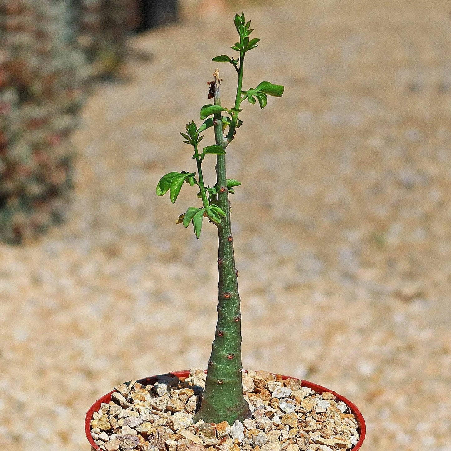 Adenia glauca Succulent Plant | Live Green Cactus in 4-Inch Pot | Drought-Tolerant Indoor Outdoor Plant
