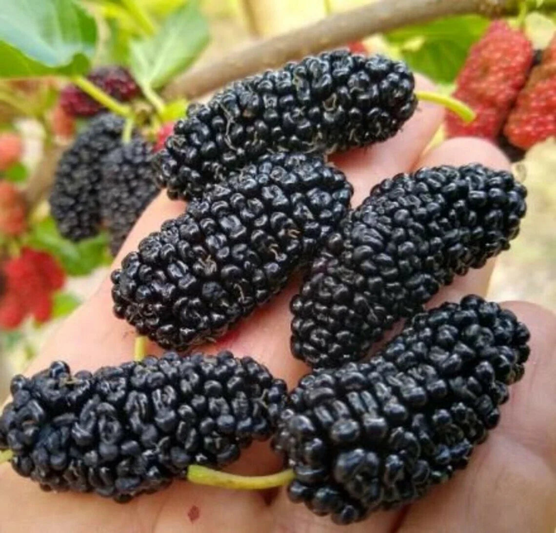 Texas Mulberry Tree Cuttings – 20 Unrooted 6+ Inch Morus microphylla Propagation Material