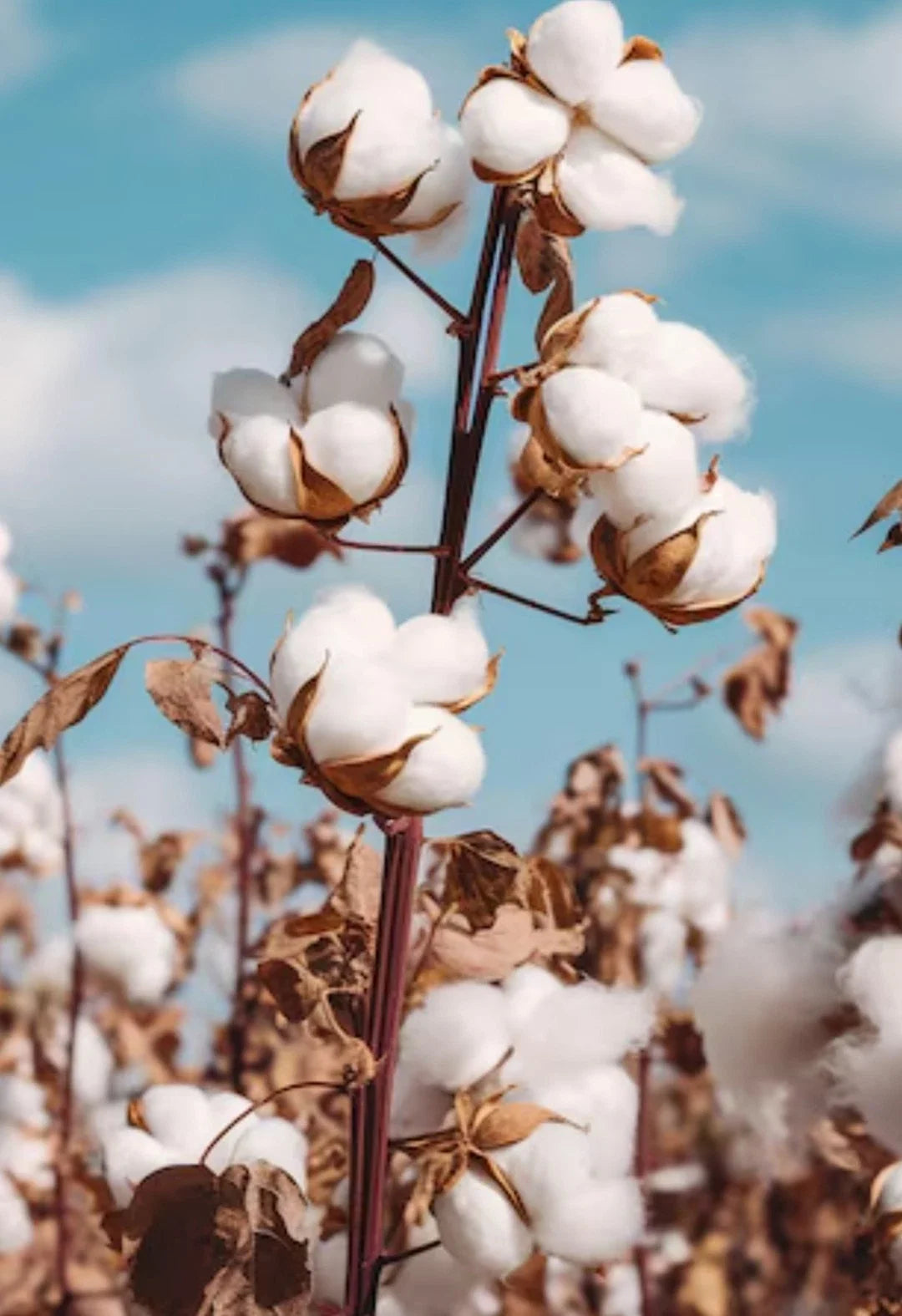 White Cotton Seeds – Non-GMO Gossypium for Gardening, Craft, and Education – USA Grown, Easy to Grow, 60+ Grams