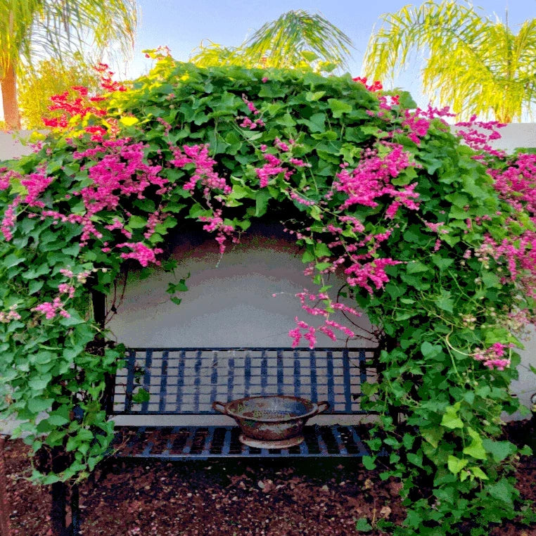 Coral Vine Seeds - Pink Flower Mexican Creeper Antigonon leptopus Climbing Plant for Gardens & Fences