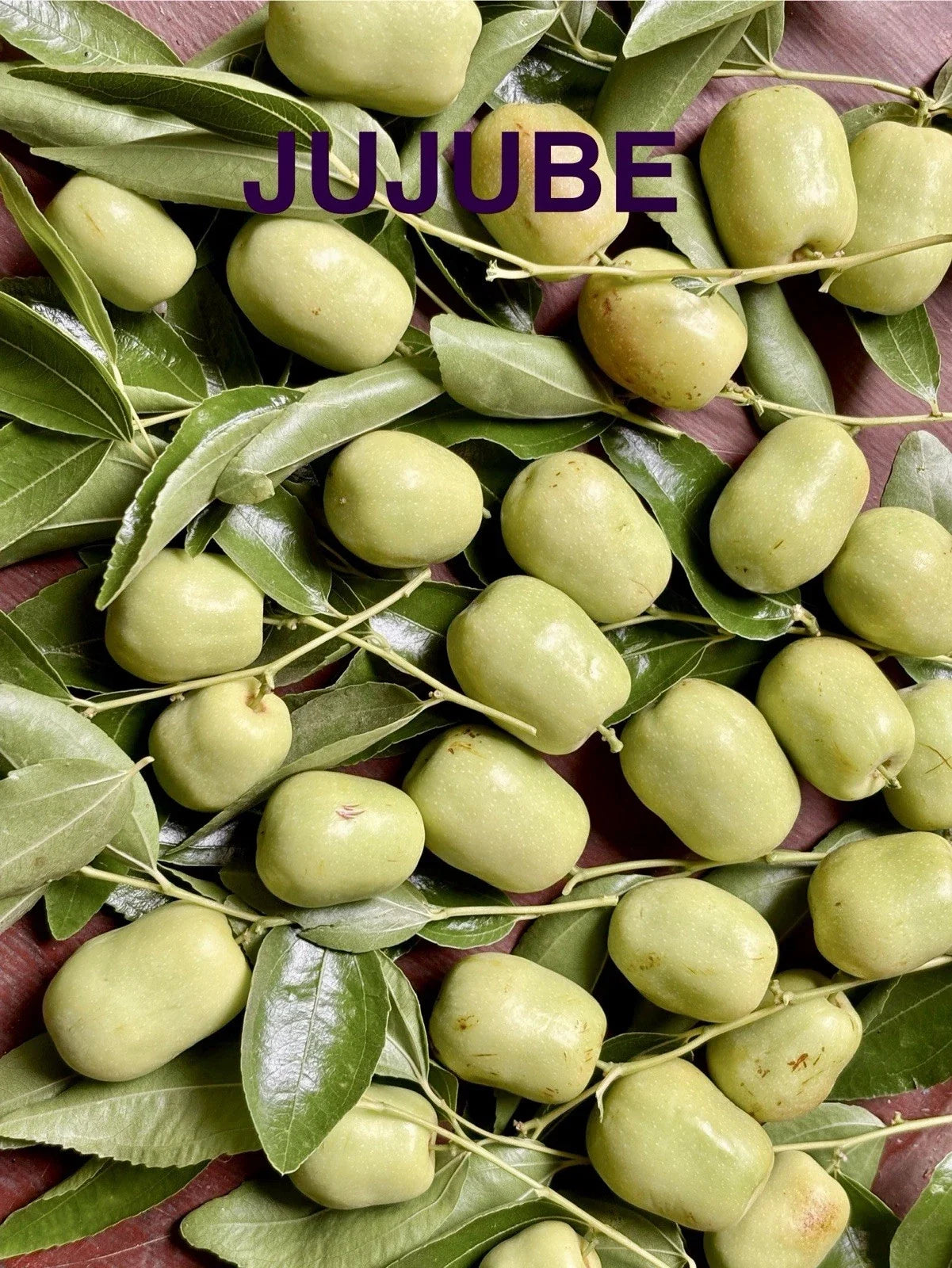 Jujube Tree Cuttings for Rooting or Grafting – Ziziphus jujuba – Healthy Plant Propagation Materials