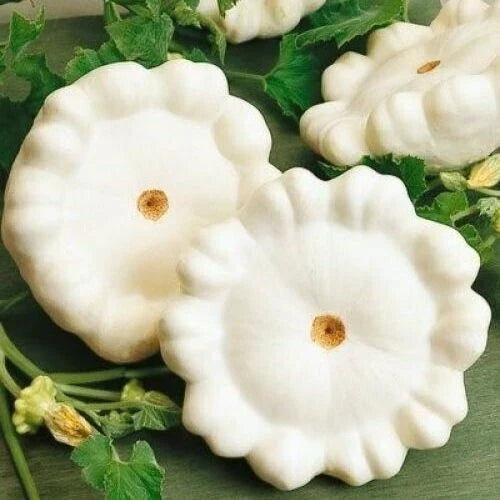 Early White Bush Scallop Summer Squash Seeds - 20 Cucurbita pepo, Compact Bush, Non-GMO, For Container & Garden