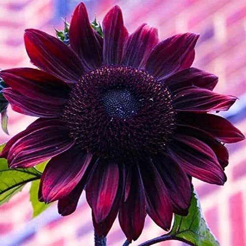 Chocolate Sunflower Seeds 50 Pack | Exotic Dark Brown Petals | Helianthus annuus Planting Seeds