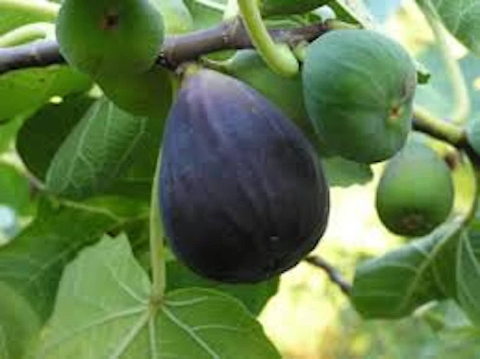 Black Mission Fig Tree Starter Plant - Bare Root Ficus Carica Edible Fruit, Everbearing, Large Leaves, Shade Tree
