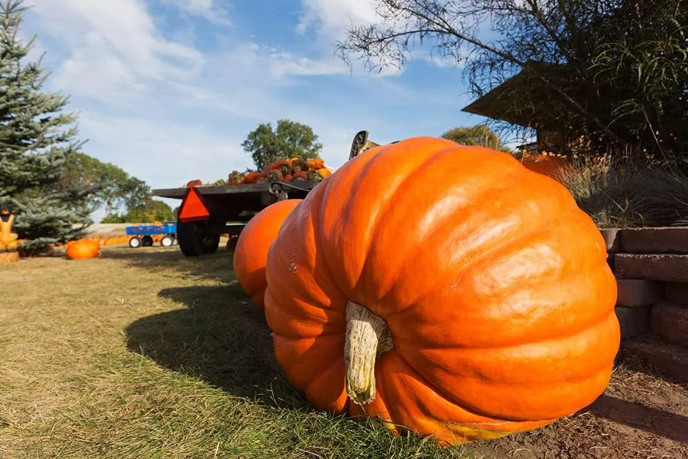 Pumpkin Seeds for Planting | Atlantic Giant Variety | 10 Seeds | Cucurbita maxima | Record-Size Giant Pumpkin