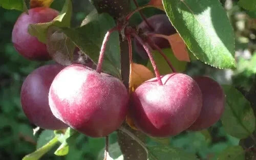 Laura Crabapple Seeds - Malus 'Laura' for Garden Planting, Deciduous Tree, Organic, USA Grown, Free Shipping