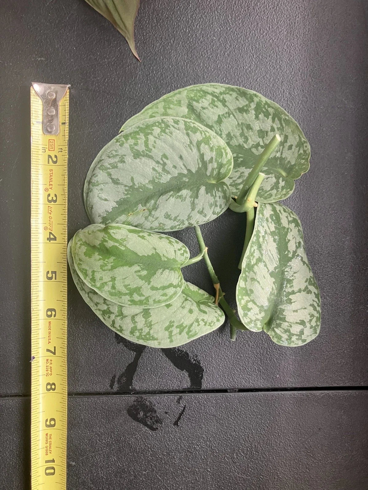 Scindapsus Pictus 'Exotica' Cuttings – 6 Healthy Vining Indoor Houseplants, Rare Aroid, Easy Care, Air-Purifying, Variegated Leaves
