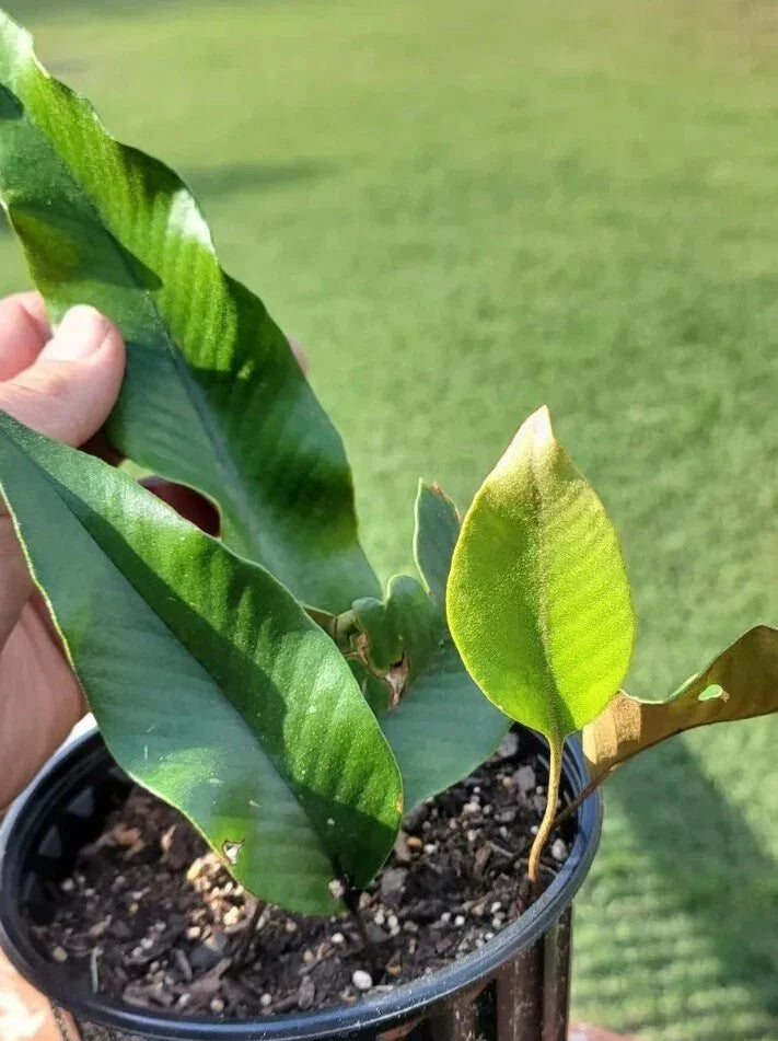Pyrrosia Lingua Fern 5 Plants - Rare Evergreen Indoor Tropical Fire Fern from Asia