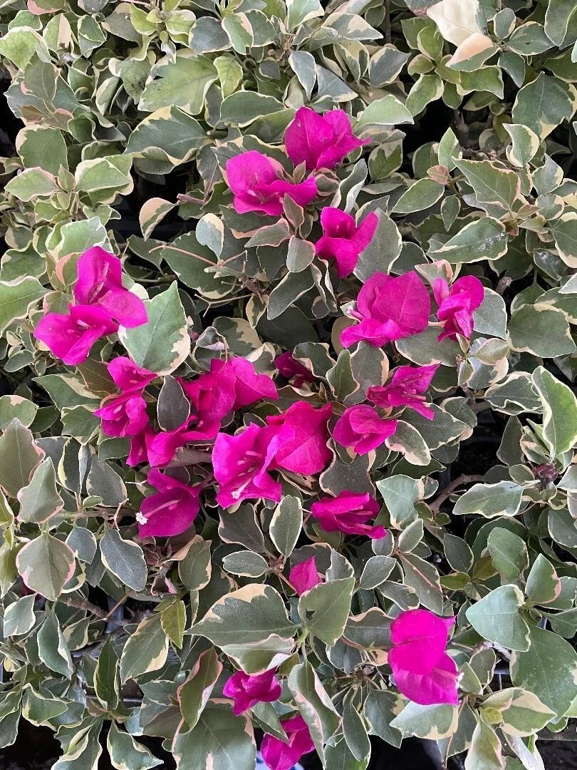 Claret Red Bougainvillea Starter Plant - Small Well-Rooted in 4-Inch Pot - Rare Bougainvillea glabra