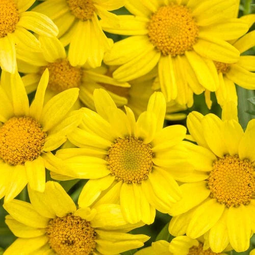 Marguerite Daisy Seeds - 200+ Bright Yellow - Argyranthemum frutescens - Garden Flower Seeds USA
