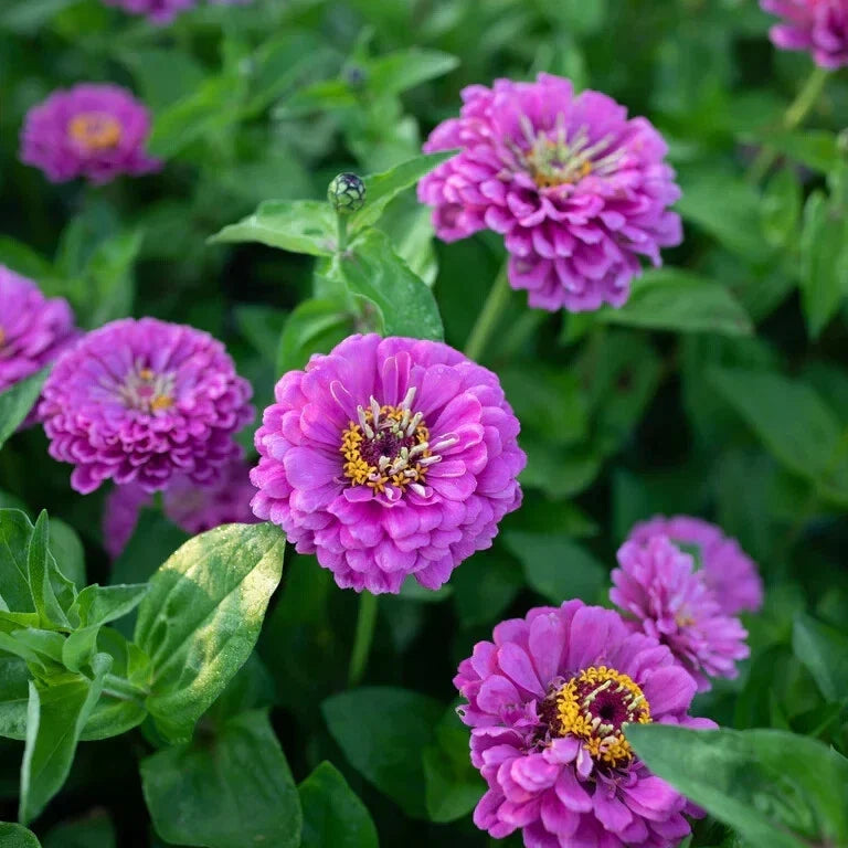 Benary Giant Lilac Zinnia Seeds - 100+ Pack, Zinnia elegans, Vibrant Lilac Flowers, Garden Planting, Butterfly Attractant, USA Grown