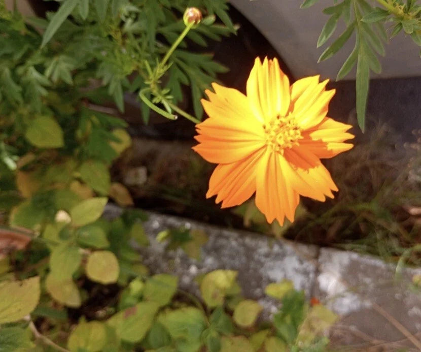 Cosmos Sulphur Seeds - Bright Lights Variety - Edible Flowers for Garden, Attracts Hummingbirds & Butterflies - 400+ Seeds