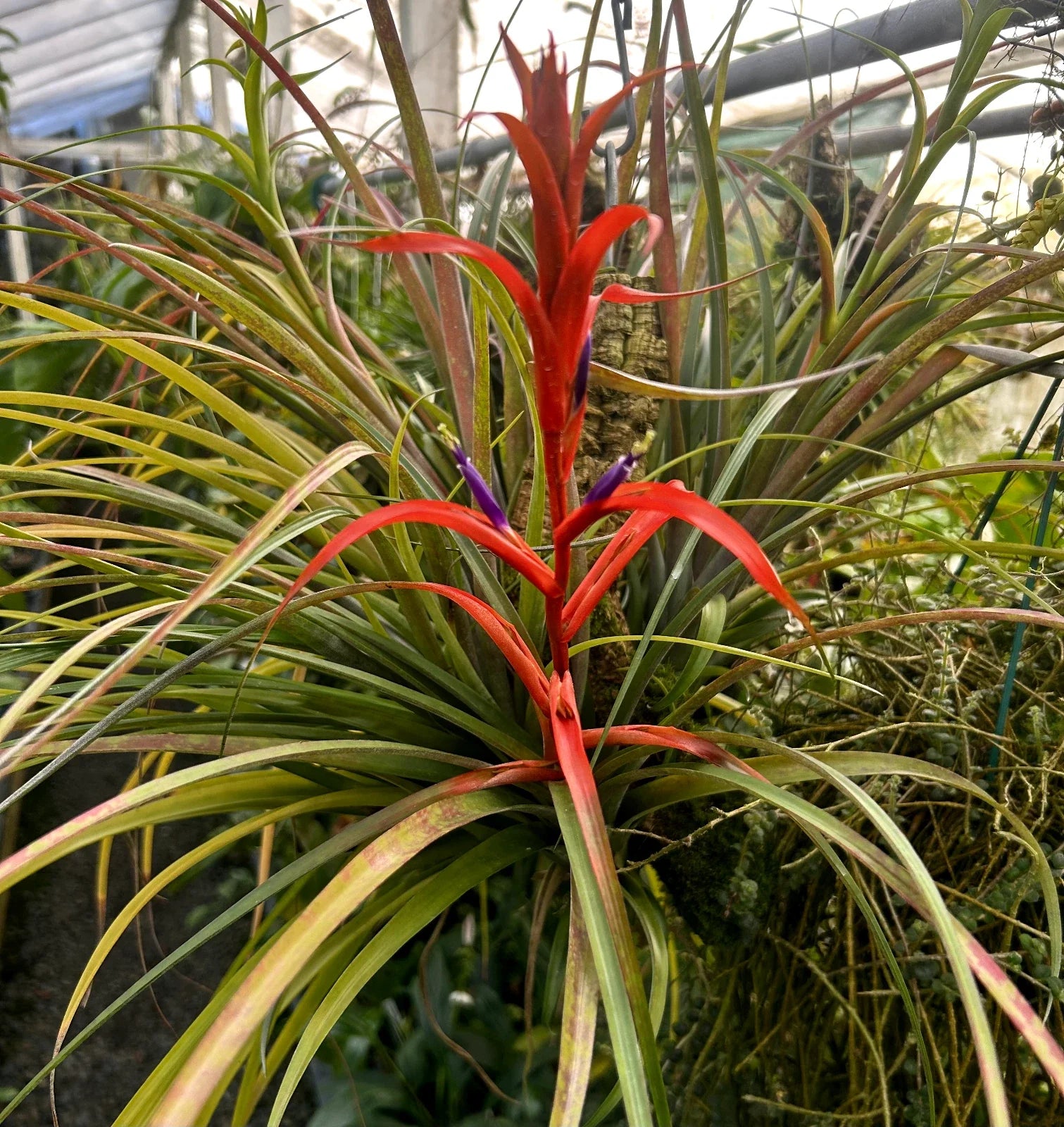 Tillandsia foliosa Green Leaf Bromeliad Plant in Spike | Air Plant for Indoor Decor & Terrariums